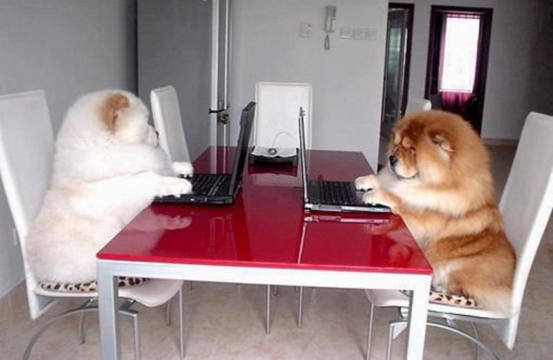 Feng Shui Pet Reading - Feng Shui For Pets Space Clearing Feng Shui Pet Reading - Feng Shui For Pets Space Clearing